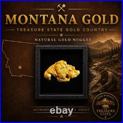 Montana Gold Nugget 0.543g Big Sky Grizzly Natural Placer Gold Display Box